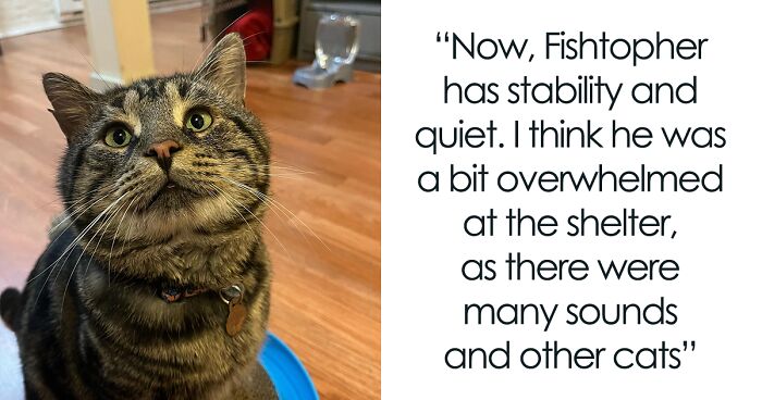 This Internet-Famous Depressed Cat Is Finally Off To Live A Happy Life In A New Forever Home