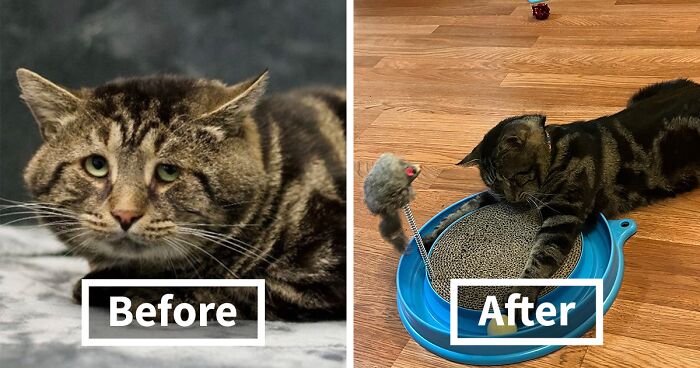 After Fishtopher’s Depressed Shelter Photo Was Shared On Twitter, He Found His Forever Home And Is Off To Live A Happy Life