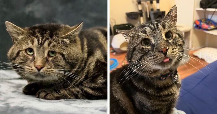 Meet Fishtopher, A Sad And Depressed Shelter Cat Whose Photo Went Viral On Twitter And That Helped Him To Find His Forever Home