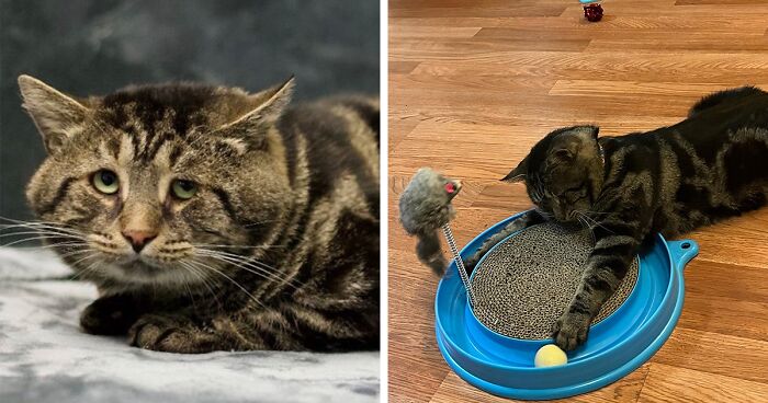 After Fishtopher’s Depressed Shelter Photo Was Shared On Twitter, The Internet Fell In Love With It And Helped Him To Finally Find A Home To Be Happy In