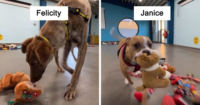 “Santa Paws” Has Visited An Animal Shelter In Ireland And Let The Pups Choose Their Very Own Christmas Gifts