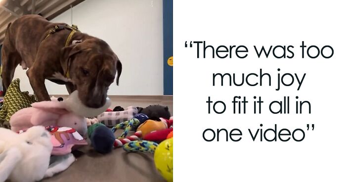 “Santa Paws” Has Visited An Animal Shelter In Ireland And Let The Pups Choose Their Very Own Christmas Gifts, And The Dogs' Reactions Are Just Wholesome