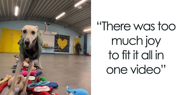 This Animal Shelter Lets Dogs Pick Their Own Christmas Gifts, And They Are Excited