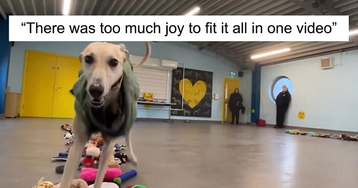 23 Dogs Were Allowed To Pick Their Own Christmas Gifts At This Animal Shelter Thanks To Donations From Kind People