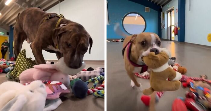 These Dogs Get To Choose Their Christmas Gifts At This Animal Shelter In Ireland