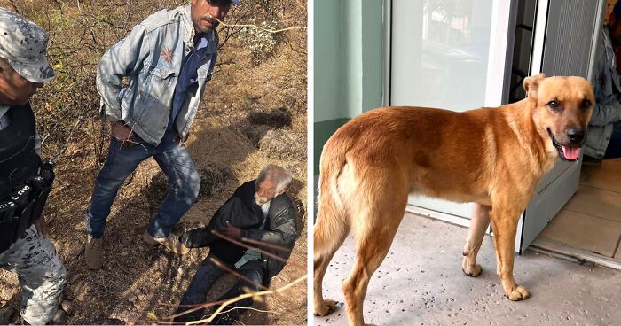 Palomo, A 2-Year-Old Dog, Has Helped His Owner Return Home After A Week Of Being Lost In The Wilderness