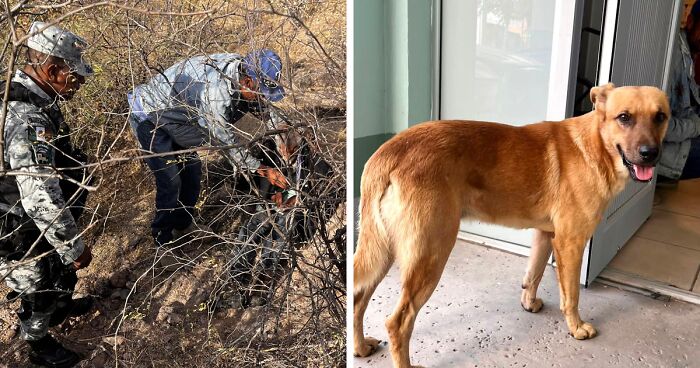 Dog Named Palomo Has Helped Mexican Authorities To Find His Missing Owner