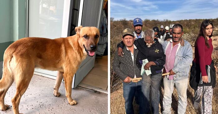 Dog Named Palomo Has Helped Mexican Authorities To Find His Missing Owner