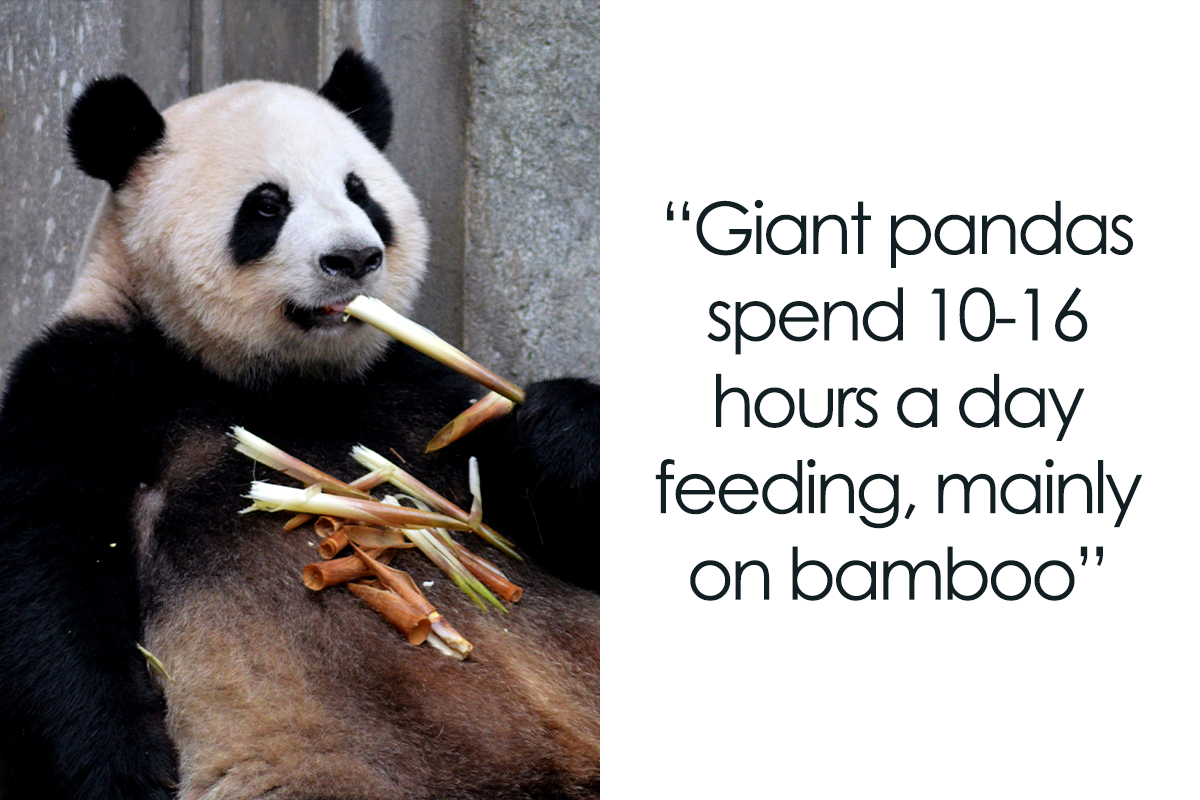 31-facts-about-pandas-to-confirm-their-cuteness-bored-panda