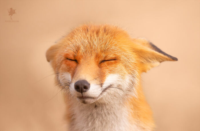 Zen Fox