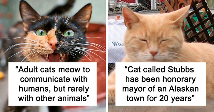 55 Fun Cat Facts For Your Entertainment, Even If You Are A Dog Person