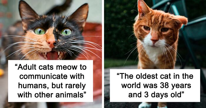 55 Fun Facts About Felines For The Cat Purrson Inside You