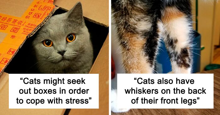 55 Of The Top Facts About Cats The Internet Has To Offer