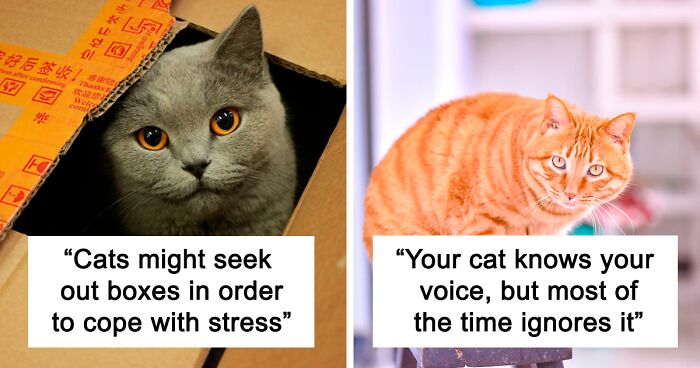 55 Fun Facts About Cats To Sink Your Claws Into