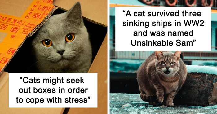 55 Cat Facts You Probably Don’t Know