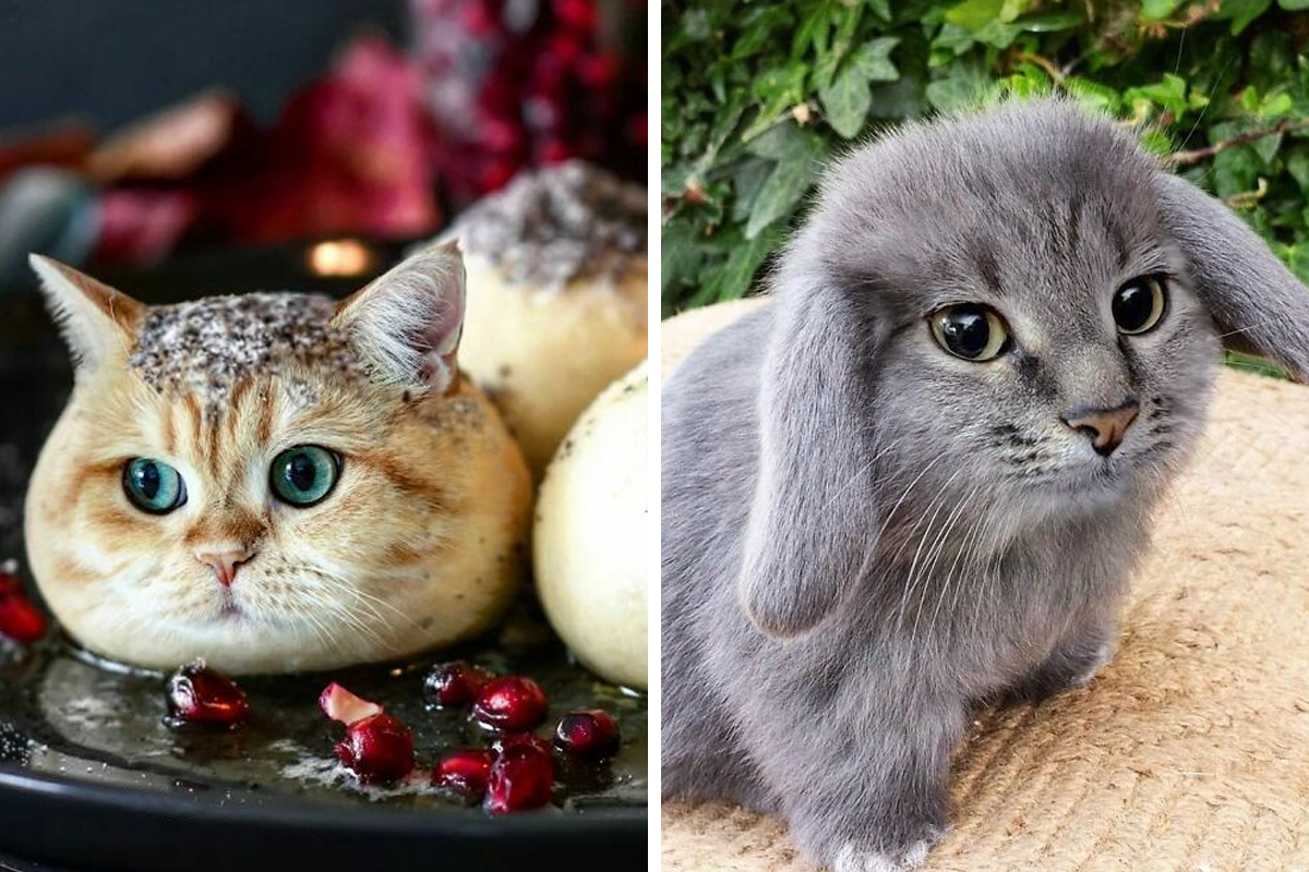 British Shorthair cat icons set cartoon vector. Funny animal