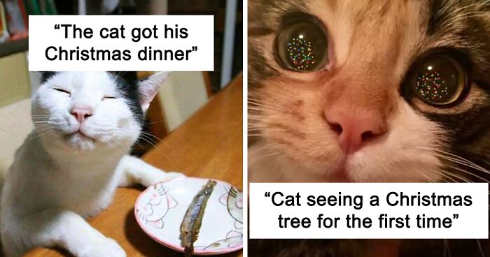 124 More Times Pets Made Christmas Better For Everyone (But Some Of Their Owners Would Disagree)