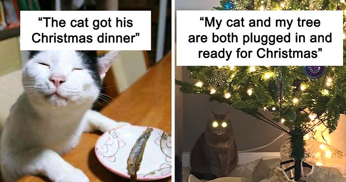 124 Reasons Why Christmas Wouldn't Be The Same Without Pets (New Pics)