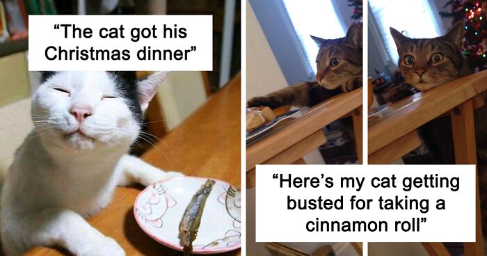 124 New Pictures That Capture The Chaotic Reality Of Spending Christmas With Your Pet