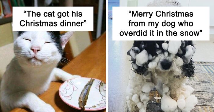 124 Pets That Have A Love-Hate Relationship With Christmas (New Pics)