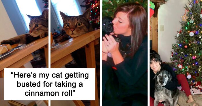 124 Funny And Adorable Pets Having Some Fun On Christmas (New Pics)