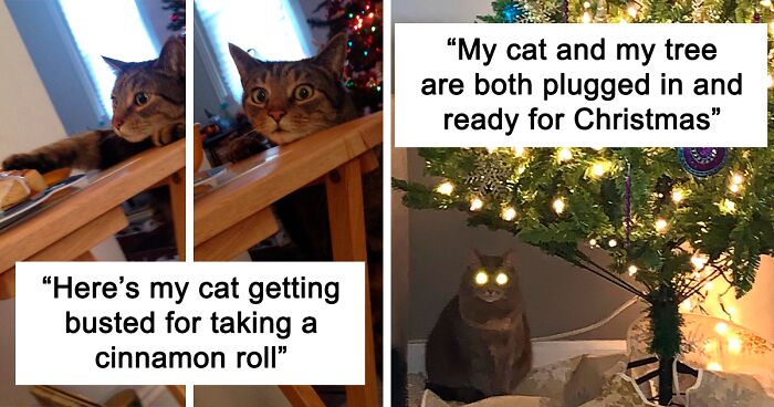 124 Funny And Cute Pets Who Made Or Broke Christmas (New Pics)