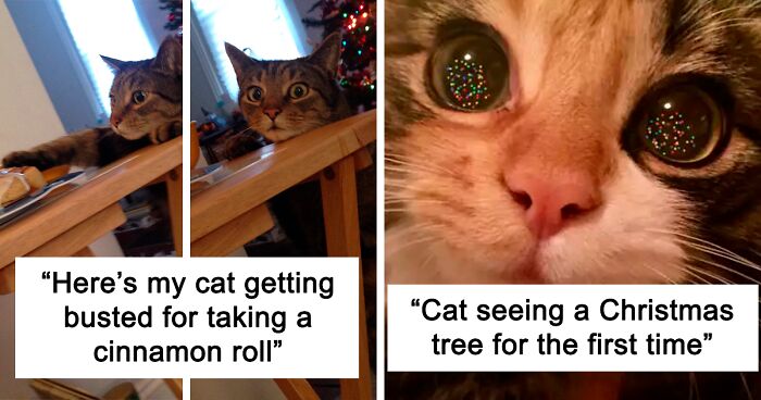 124 More Times Pets Made Christmas More Festive (Or More Chaotic)