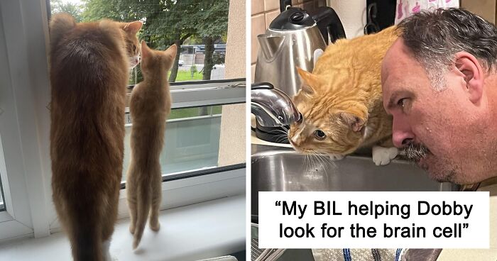 “One Orange Braincell”: 50 Times Orange Cats Acted So Dorky, Their Pics Ended Up On This Online Group