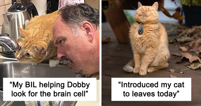 “One Orange Braincell”: 50 Times Orange Cats Acted So Dorky, Their Pics Ended Up On This Online Group