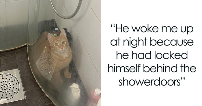 120 Orange Cats That Are So Dumb, It Seems Like They Share 'One Brain Cell'