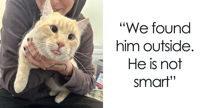 120 Times Orange Cats Did Silly Things And Made It Seem Like They Might Share A Communal Brain Cell