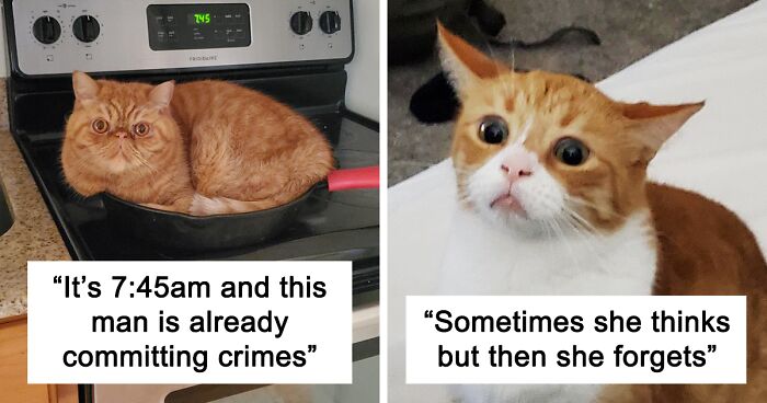 The “One Orange Braincell” Online Group Shares Images Of Orange Cats Acting Silly (120 Pics)