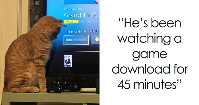 120 Dumb Orange Cats Who Are Trying Their Best, As Shared In This Online Group