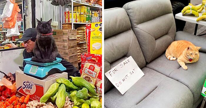 135 Bodega Cats Being Cute And Silly While On The Job, As Shared By This Twitter Account