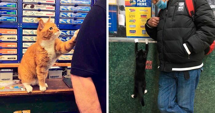 This Twitter Account Collects Photos Of Cats In Shops Looking Like They Own The Place, Here Are 135 Of The Best Ones (New Pics)