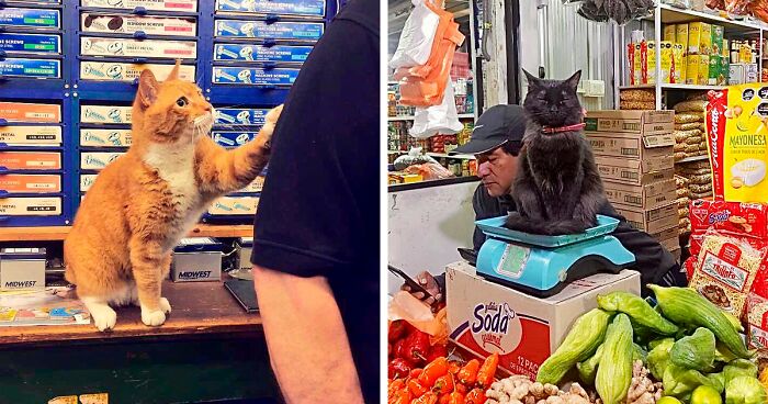 The 135 Best Pictures Of Bodega Cats Shared By This Twitter Account (New Pics)