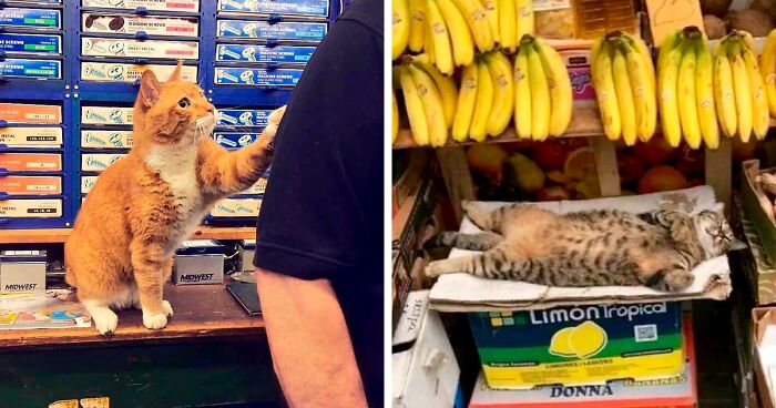 135 Pics Of The Cutest Bodega Cats That Look Like They Own The Place (New Pics)