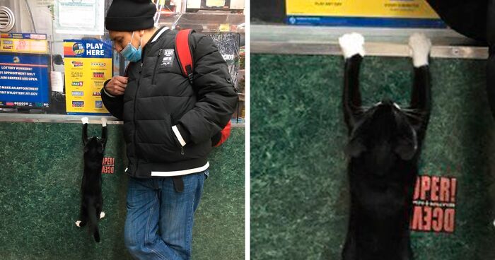 This Twitter Account Collects Photos Of Cats In Small Shops Looking Like They Own The Place (135 New Pics)