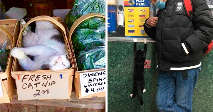 This Twitter Account Is Sharing Funny Pictures Of Bodega Cats Taking Their Work ‘Seriously’ (135 New Pics)