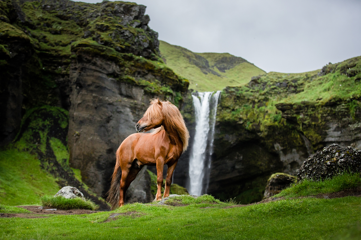 Horse Porn Video Download Only 18years Girl - 35 Pictures Of Beautiful Horses I Captured In Wild Icelandic Scenery (New  Pics)