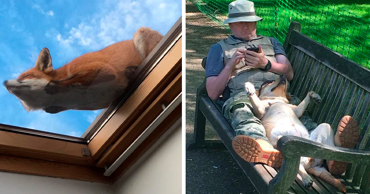 125 Times Animals Were Caught Being Lazy Slobs