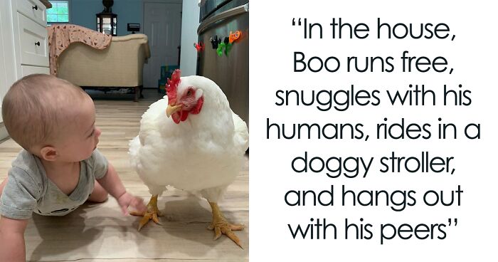 Boo Was Rescued From A Meat Factory 5 Years Ago, And His Life Shines In New Colors Ever Since