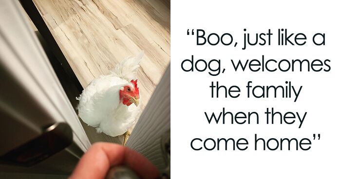 This Rooster Was Born And Raised In A Meat Factory Until A Kind-Hearted Woman Gave Him A Second Chance In Life By Rescuing Him