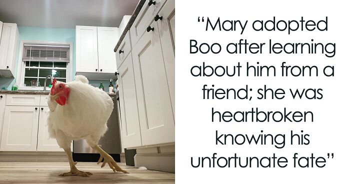 Meet Boo The Roo, A Rooster Who Was Rescued From A Meat Factory To Be A Treasured Family Member