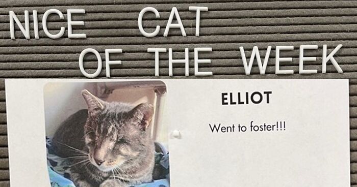 This Cat Rescue Picks A Naughty And A Nice Cat Each Week, And Here Are 20 Adorable Pics