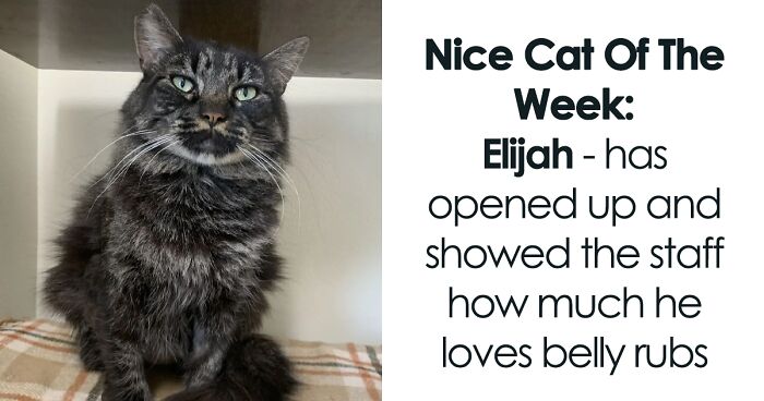 20 Cats That Did Something That Put Them On The ‘Naughty And Nice’ Board At This Cat Rescue