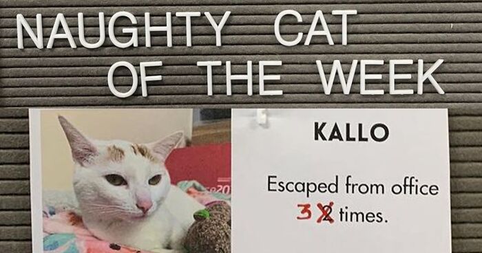 20 Pics Of Cats That Scored A Spot On The ‘Naughty And Nice’ Board At This Cat Rescue