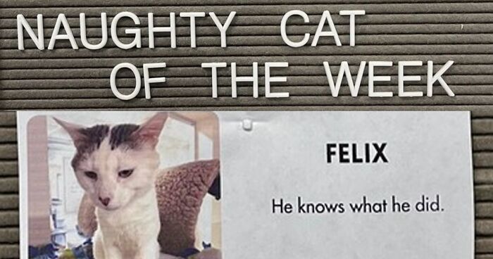 20 Cute Cats That Were Naughty And Nice This Week, Shared On This Cat Rescue’s Instagram Page