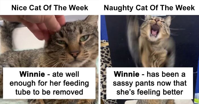 Cat Rescue Chooses A Nice And A Naughty Cat Of The Week, And It's Adorable (20 Pics)