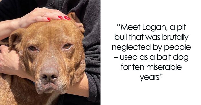 Logan Is A Pit Bull Who Found His Forever Home After A Decade Of Torture